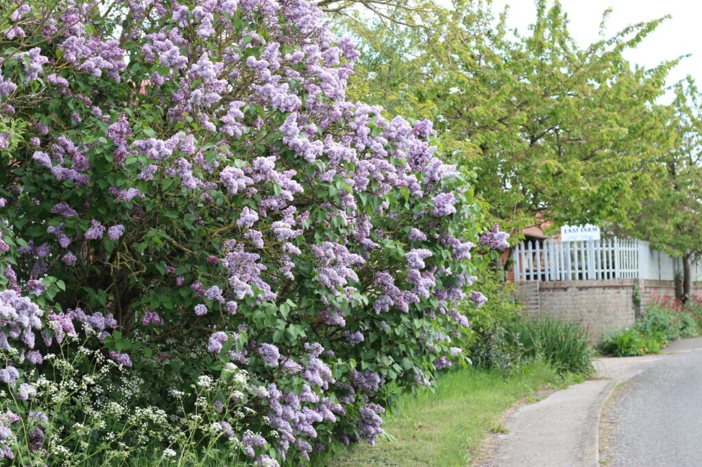 east farm lilac